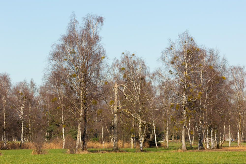 Lauteracherried im Jänner 13